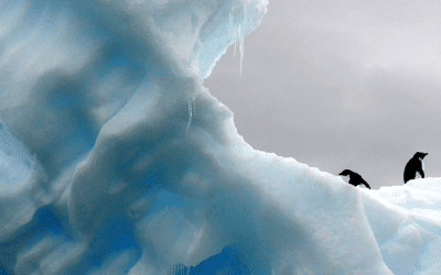 Book Review: Our Iceberg is Melting