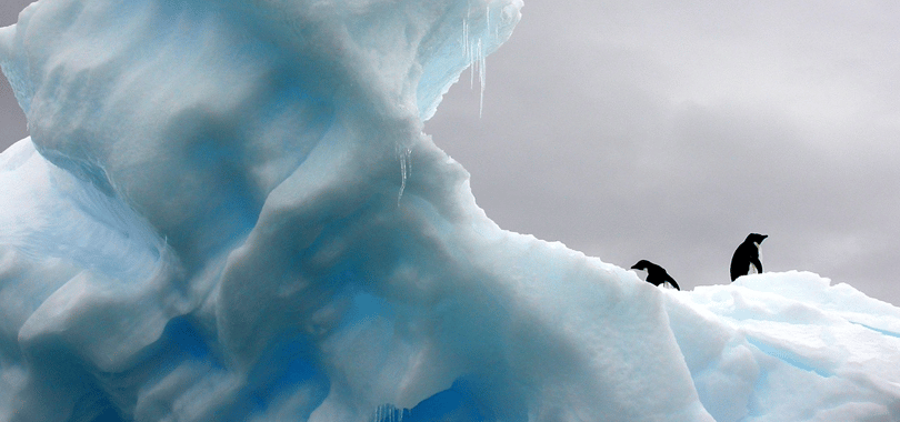 Our Iceberg is Melting review