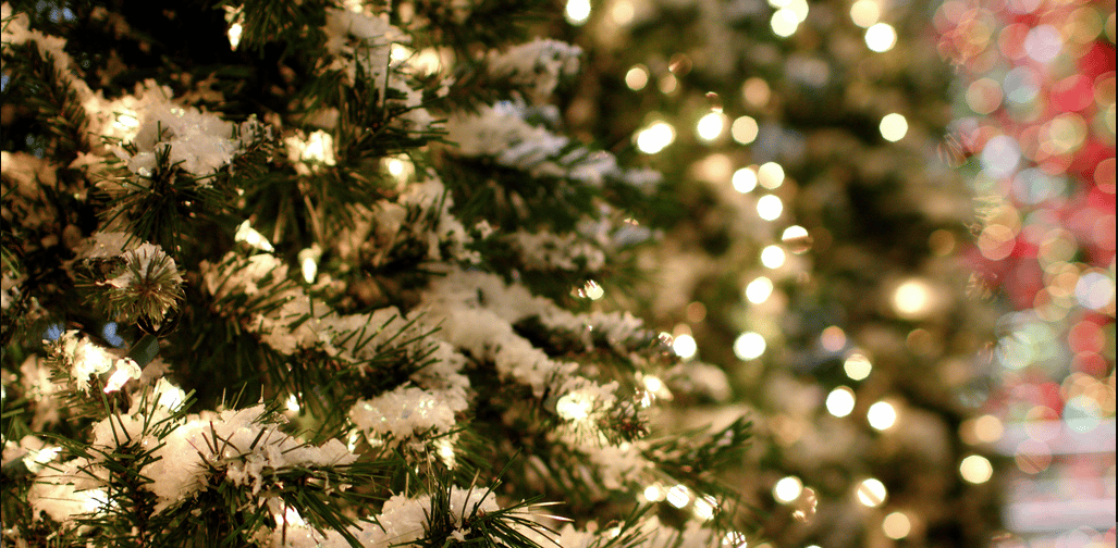 holiday networking featured image: trees